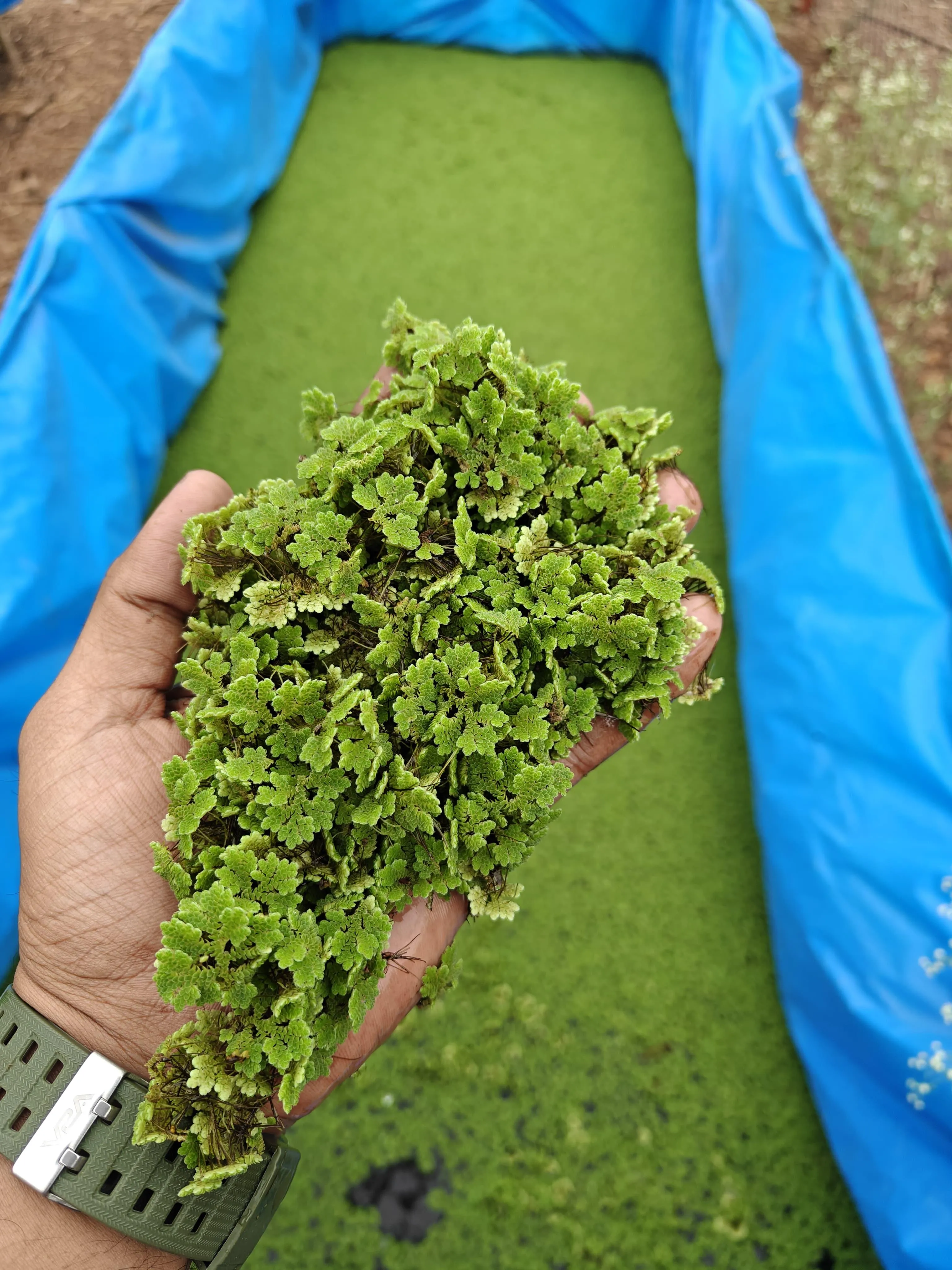 Organic Crops